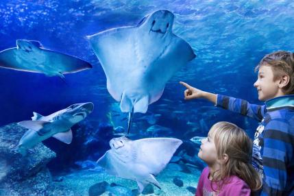 Kinder im SEA LIFE Berlin