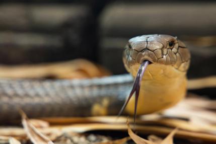 Königskobra Hannibal im Regenwaldhaus Tierpark Berlin