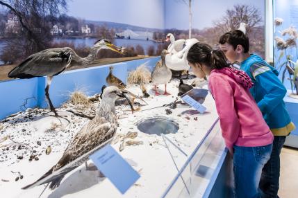 Heimische Tierwelt