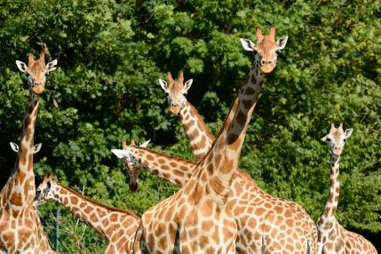 Giraffen im Tierpark Berlin