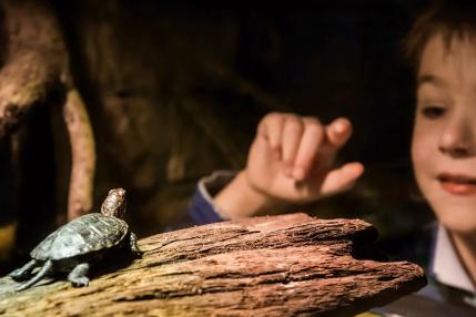 Sea Life Schildkröte