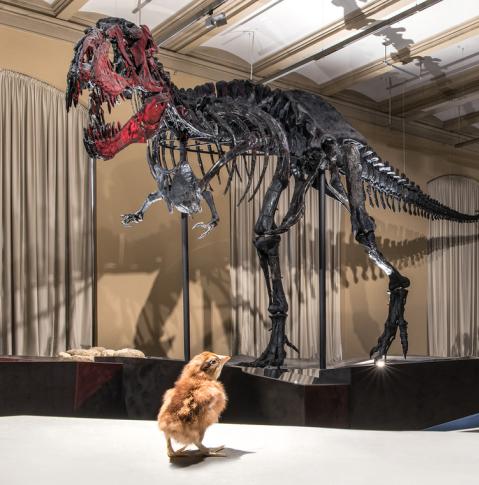 Dinosaurierskelett Tristan
