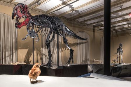 Dinosaurierskelett Tristan
